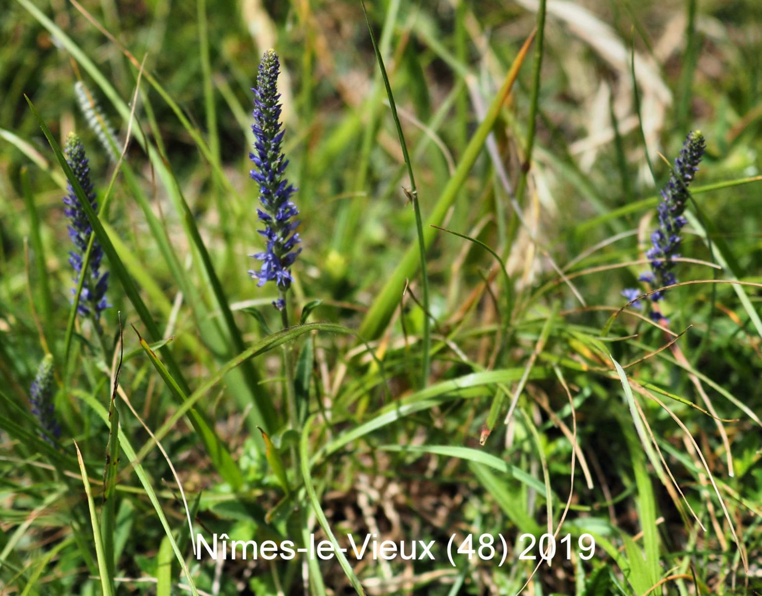 Speedwell, Spiked